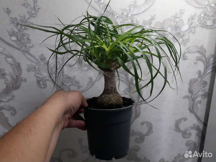 Фикус микрокарпа ретуза