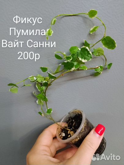 Фикусы сортовые часть1