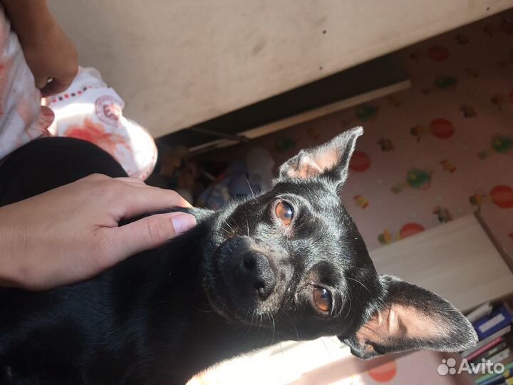 Карликовый пинчер