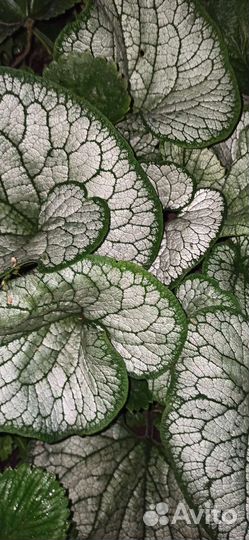 Многоленгие цветы