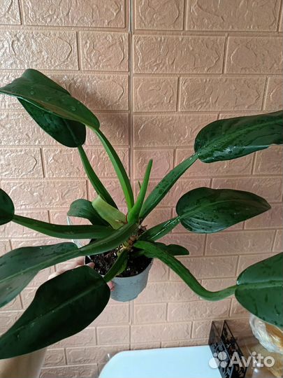 Филодендрон мартианум