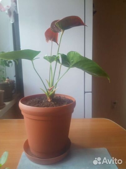 Антуриум и другие цветы