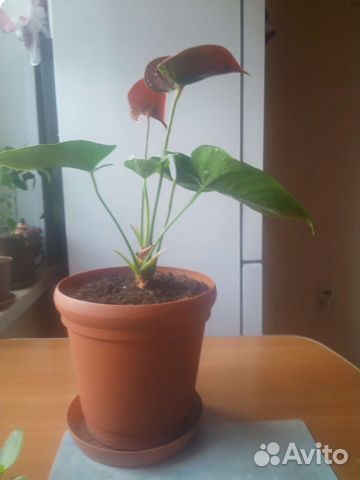 Антуриум и другие цветы
