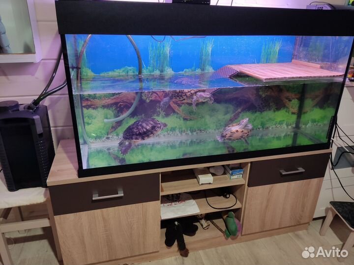 Черепашки красноухие