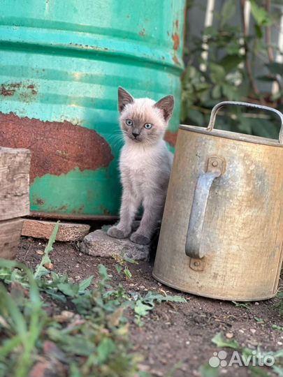 Котята