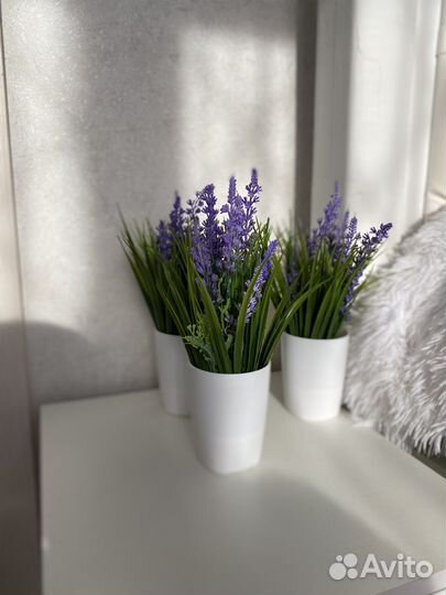 Лаванда в горшке