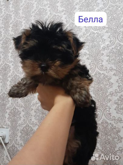 Йоркширский терьер щенки девочки