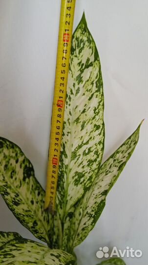 Диффенбахия Везувий