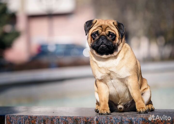 Мопс вязка мальчик