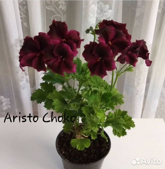 Пеларгония герань