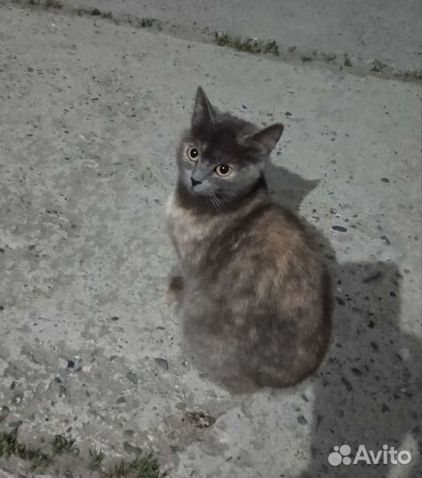 Кошка в дар бесплатно