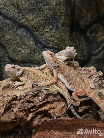 Бородатая агама