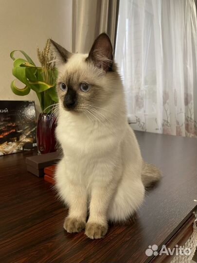 Кошка
