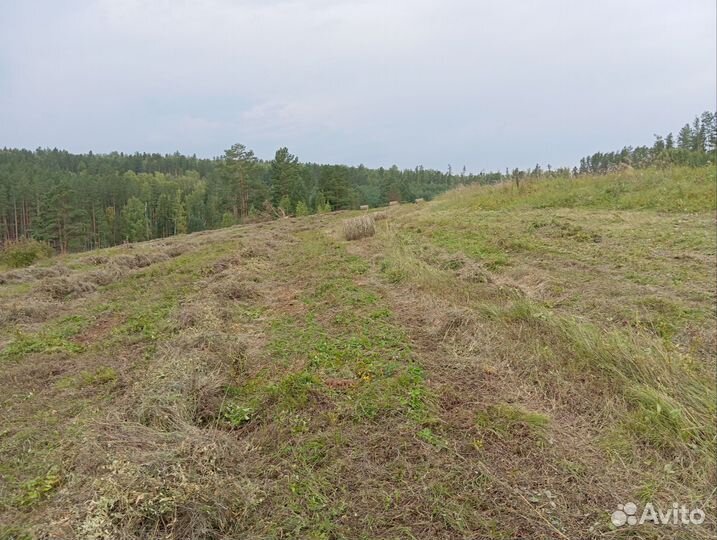 Сено в мини рулонах