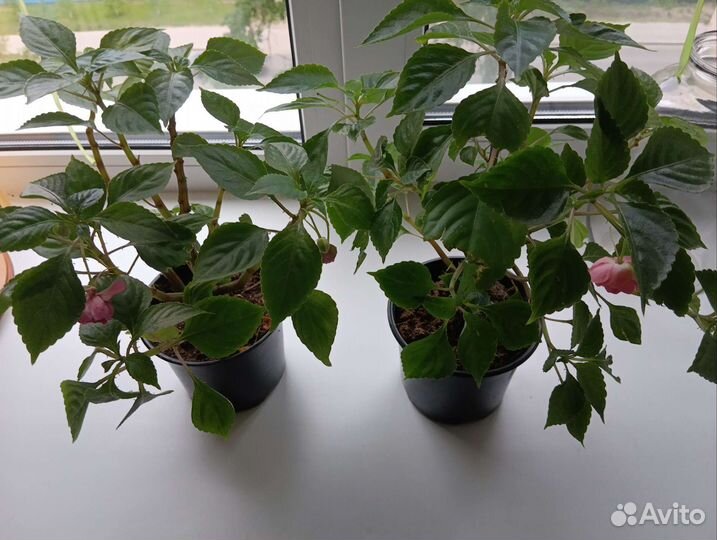 Бальзамин махровый