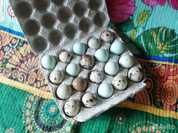 Инкубационное яицо перепелов