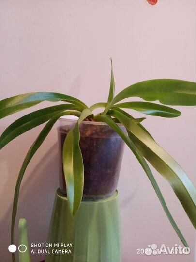 Пафиопедилум