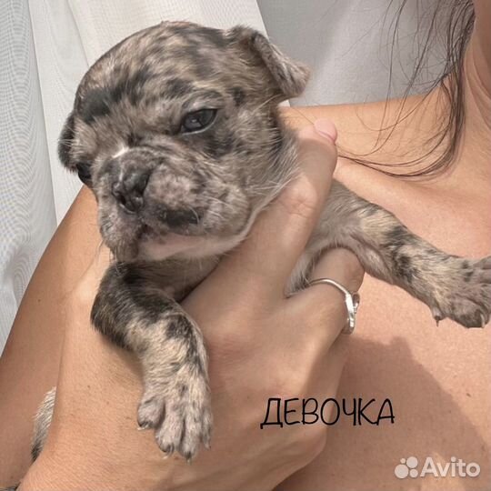 Французский бульдог