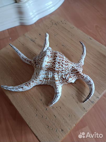 Морская ракушка