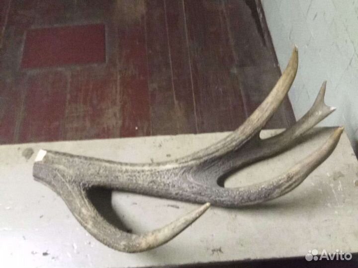 Продам рога лося