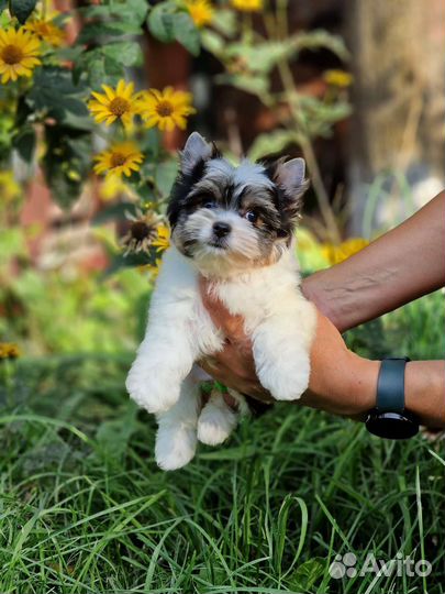 Бивер мини мальчик