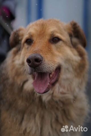 Собака охранник