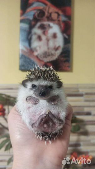 Африканский ежик