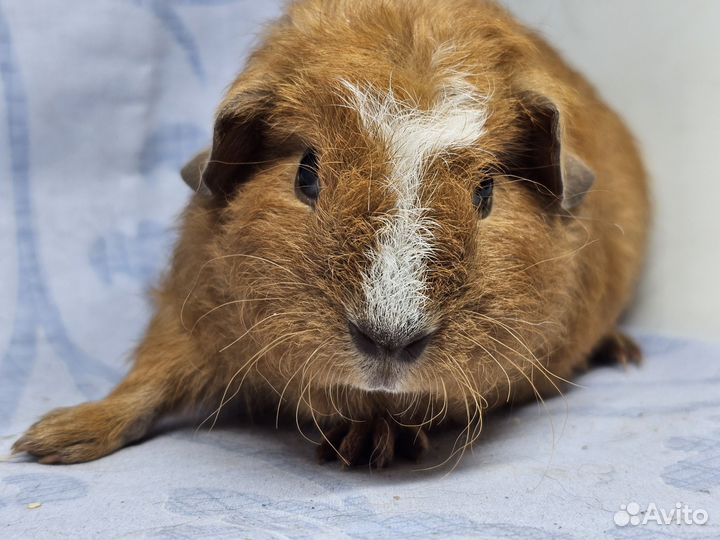 Морские свинки(мальчики и девочки)