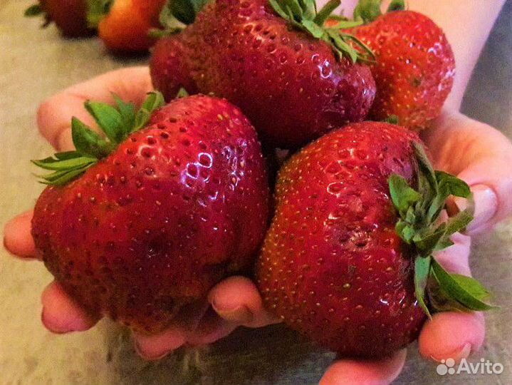 Семена овощей и цветов.Самые лучшие семейные сорта