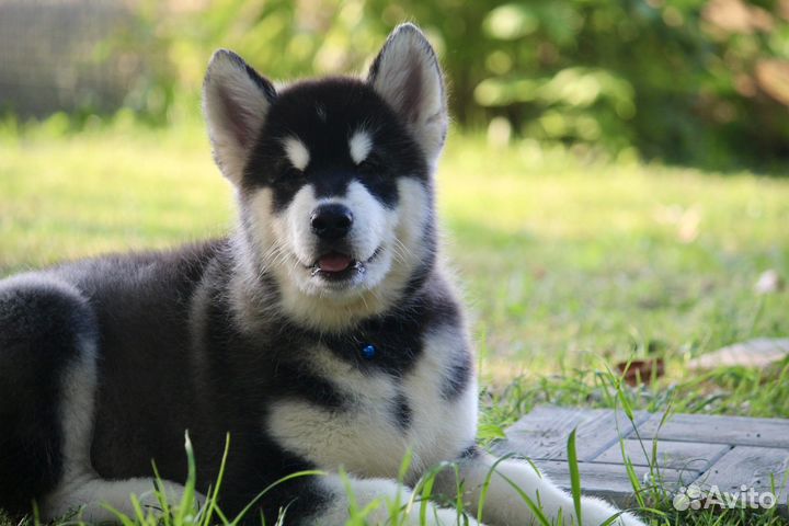 Аляскинский маламут