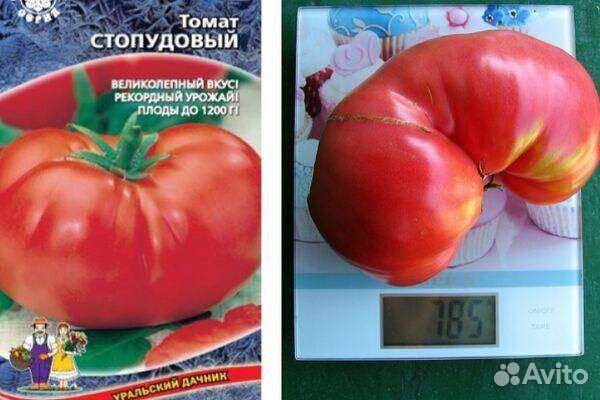 Рассада томатов