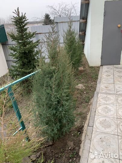 Можжевельники