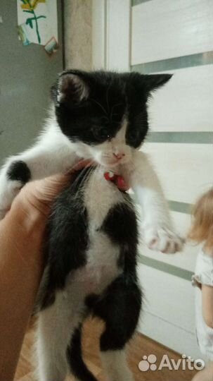 Кошка в дар бесплатно