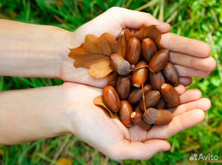 Желуди дуба для поделок 1 кг