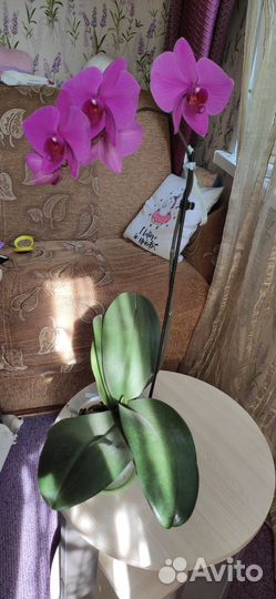 Орхидея цветёт цветок 12 см