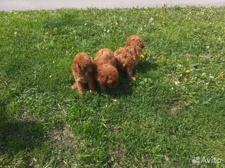 Девочки той пуделя с РКФ