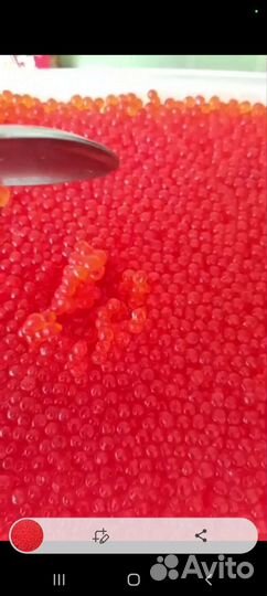 Красная икра