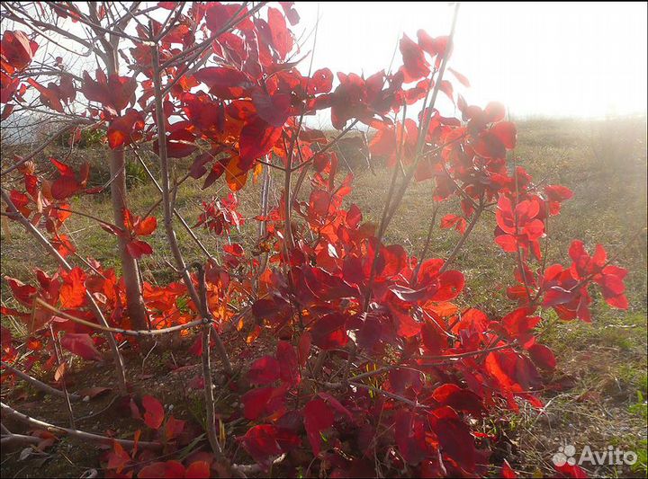 Скумпия кожевенная, семена