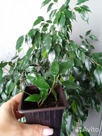 Фикус бенджамина 3 вида