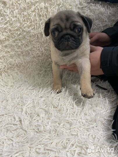 Щенки мопса