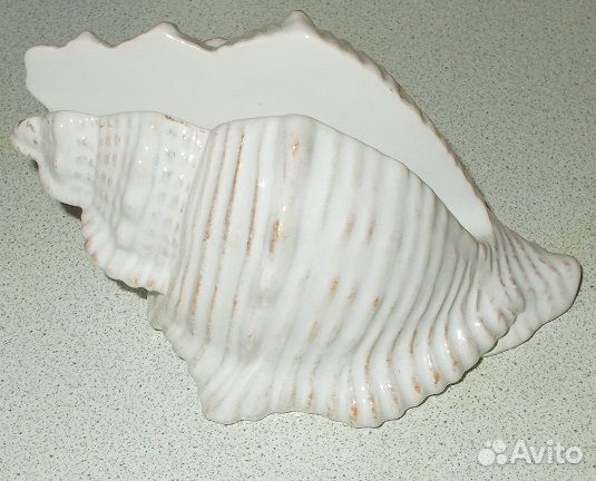 Морские ракушки