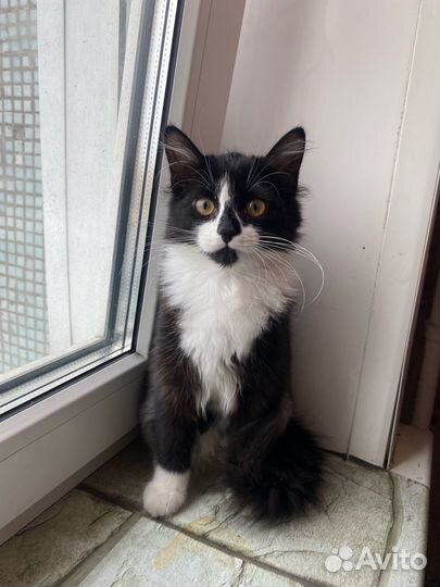 Кошечка в добрые руки