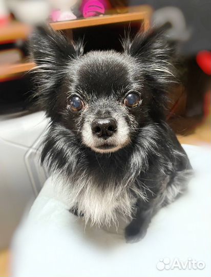 Вязка чихуахуа мальчик