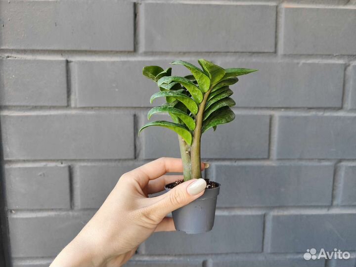 Замиокулькас зензи обнимашки