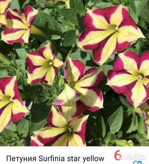 Вегетативная петуния