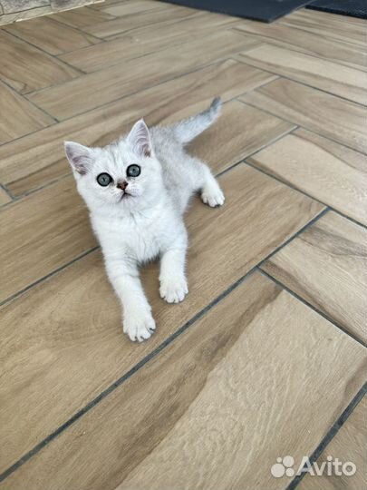 Шиншилловые девочки