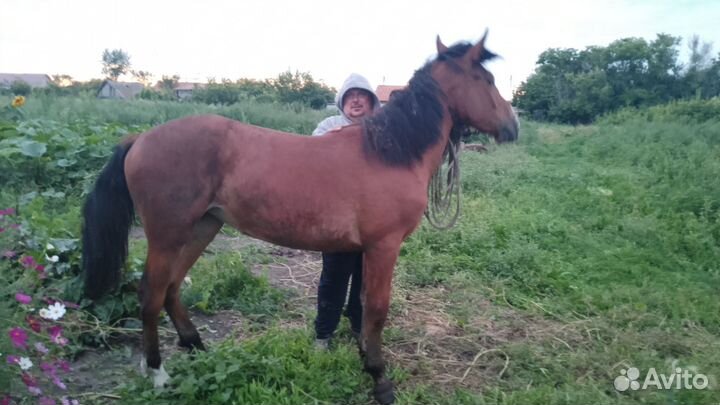 Кабылка, возраст 1,5