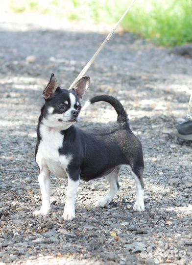 Подрощенная сука чихуахуа