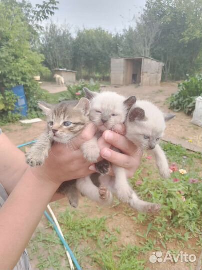 Кошка в дар бесплатно отдам в хорошие руки