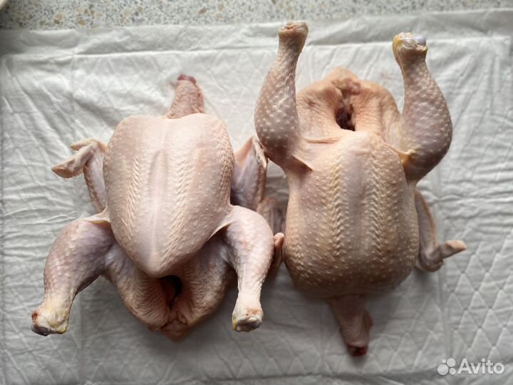 Домашняя курица бройлер, мясо кур